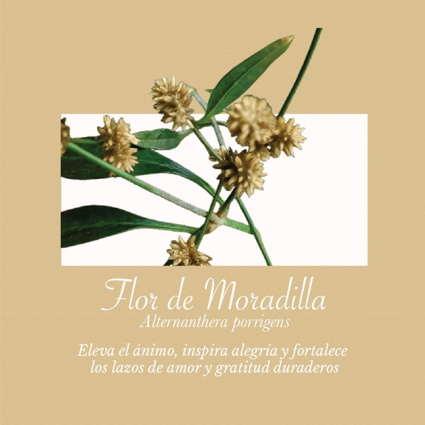 Pétalos de Moradilla | 02