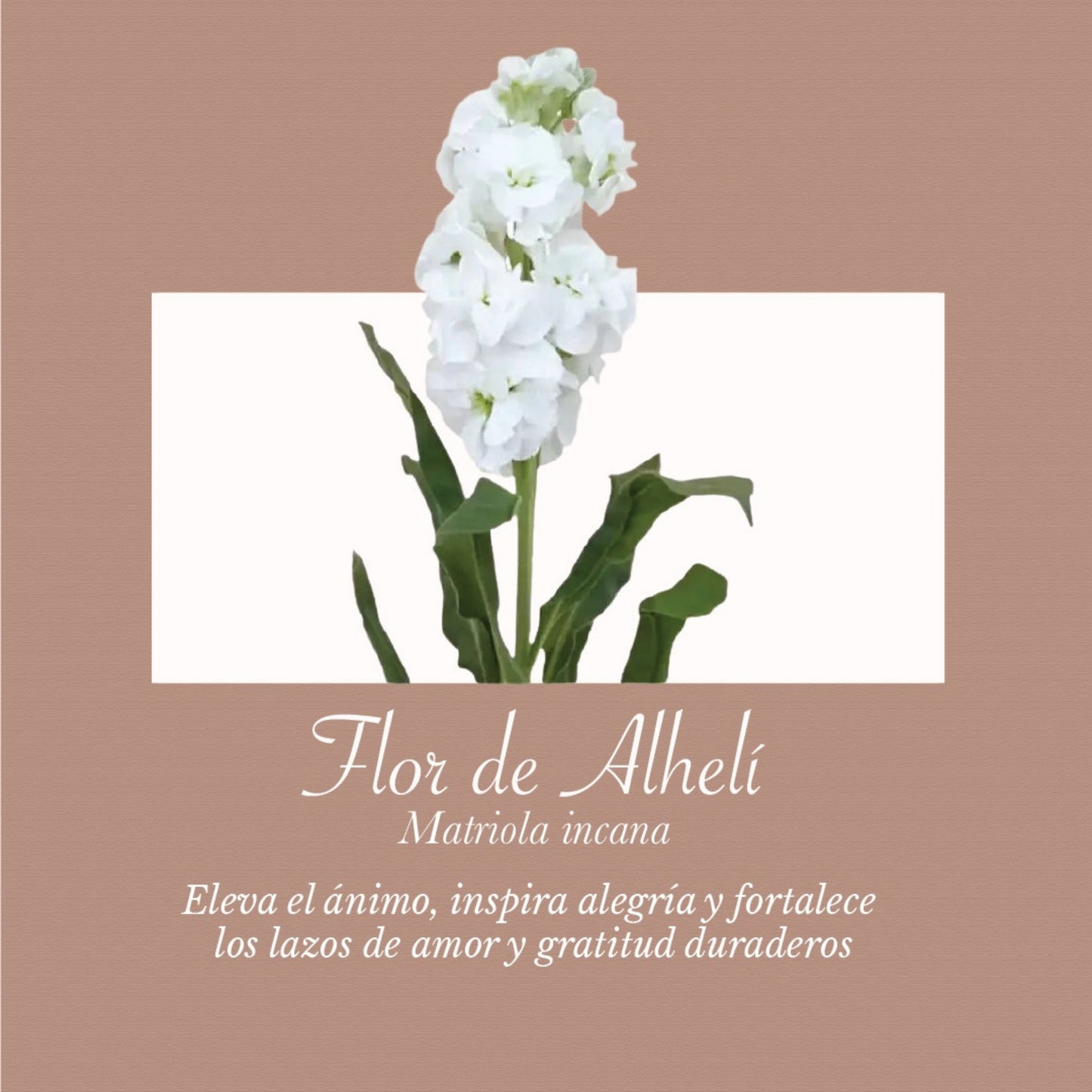 Pétalos de Alelí | 05