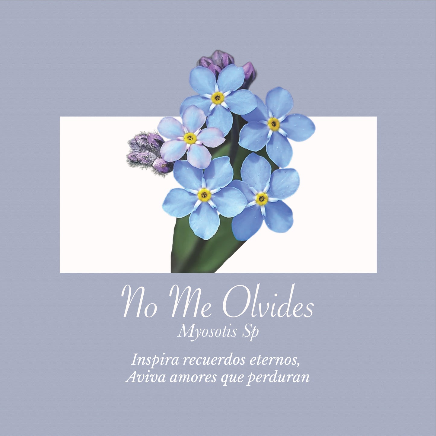 Dúo | Flor No Me Olvides